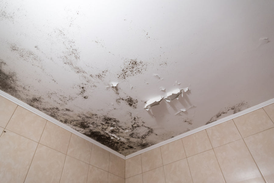 Mould on a damp ceiling corner